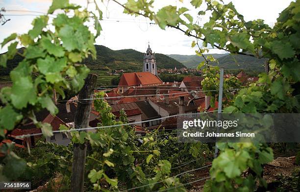 General view of a vineyard of the Danubian Wachau region on July 24, 2007 in Duernstein, Austria. Unusually strong insolation in eastern Austria has...