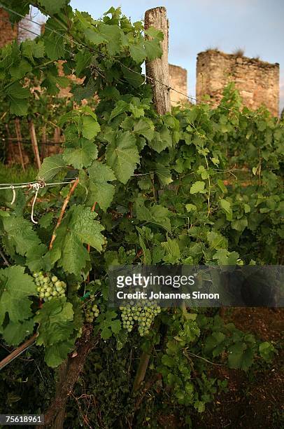 General view of a vineyard of the Danubian Wachau region on July 24, 2007 in Duernstein, Austria. Unusually strong insolation in eastern Austria has...