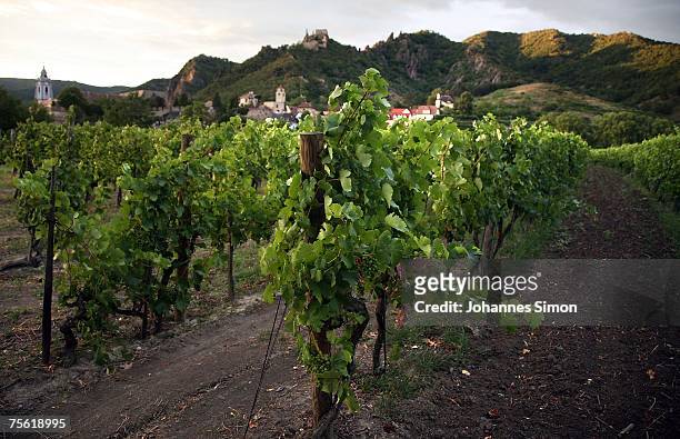 General view of a vineyard of the Danubian Wachau region on July 24, 2007 in Duernstein, Austria. Unusually strong insolation in eastern Austria has...