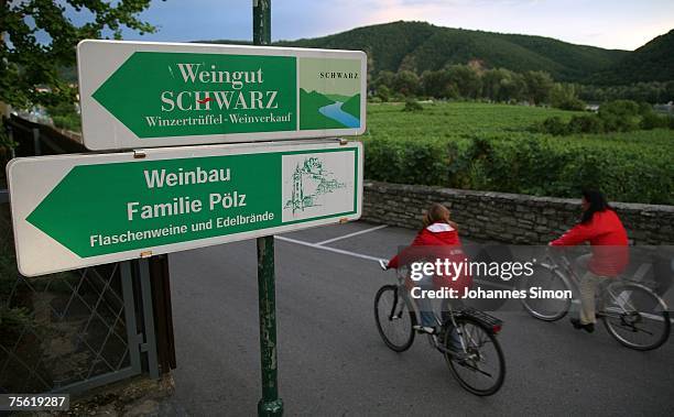 Cyclist pass a wineyard on July 24, 2007 in Duernstein, Austria. Unusually strong insolation in eastern Austria has affected heavy damage to the...