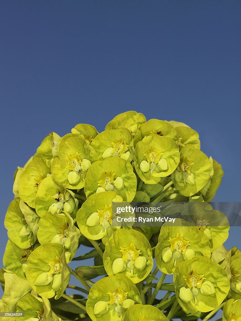 Euphorbia blossoms against clear sky, close-up