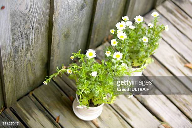feverfew (tanacetum parthenium) potted plants on wooden deck - chrysanthemum parthenium stock pictures, royalty-free photos & images