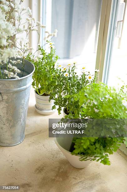 plants on floor beside window - chrysanthemum parthenium stock pictures, royalty-free photos & images