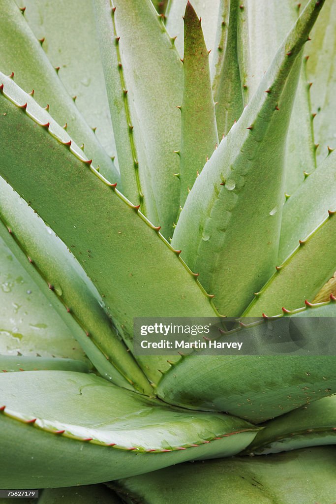 Bitter Aloe (Aloe Ferrox), close-up of leaves