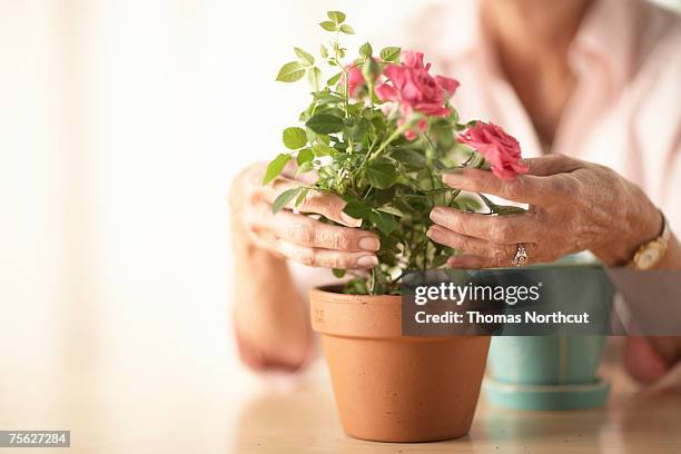senior woman sitting at table and potting rose, mid section, close-up of hands - flowers placed on the hollywood walk of fame star of jay thomas stockfoto's en -beelden