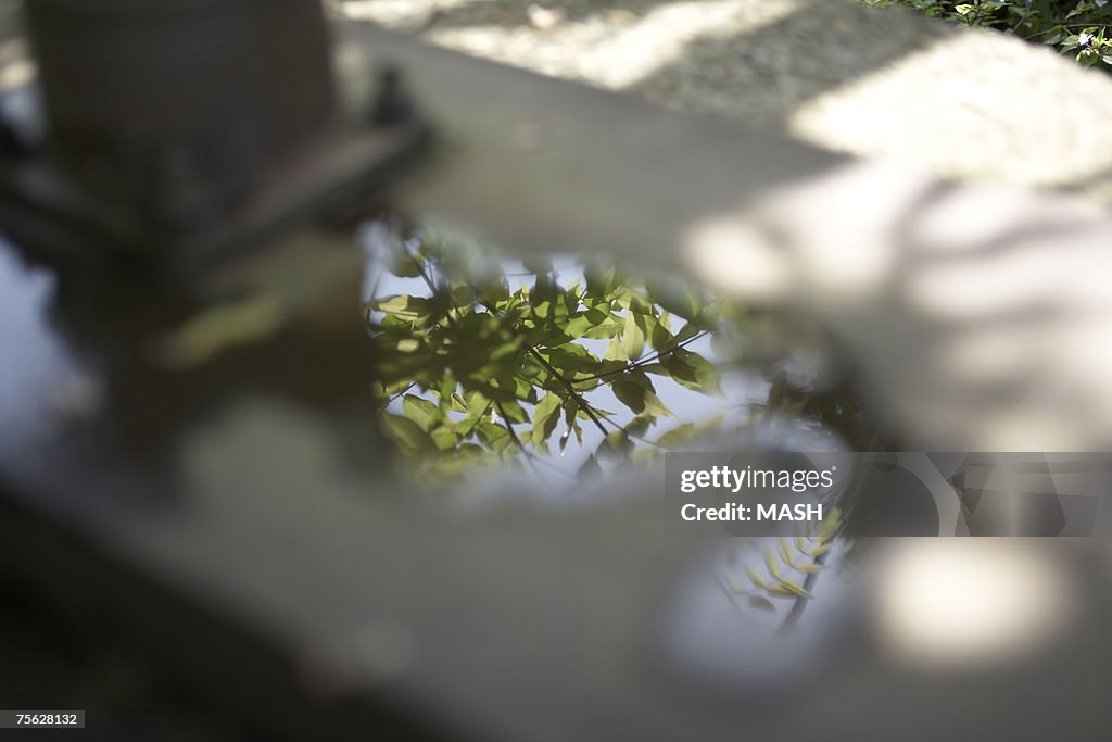 Plants reflected in pool of water on railing, close up, focus on water