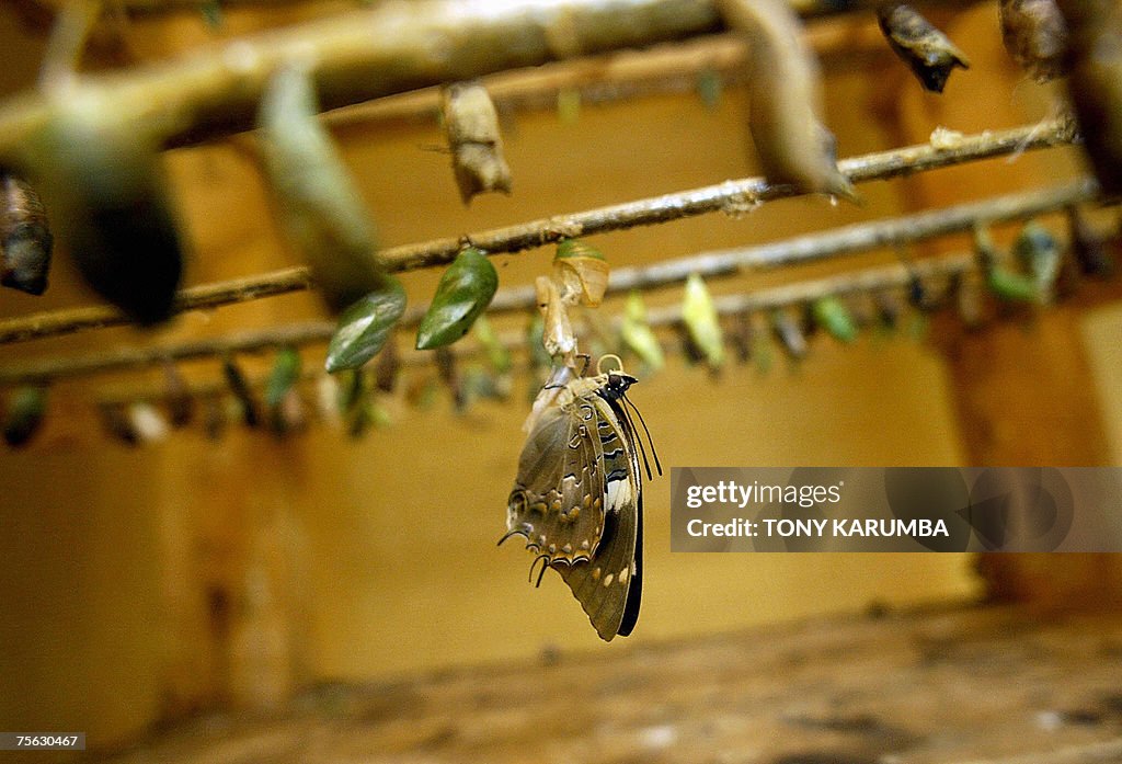 TO GO WITH AFP STORY BY BEATRICE DEBUT...