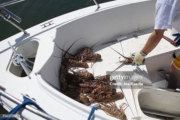 Jason C. Works on cleaning lobsters he along with friends caught on the first day of the mini lobster hunting season July 25, 2007 in Miami, Florida....