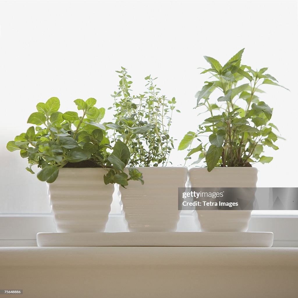 Herbs in pots on windowsill