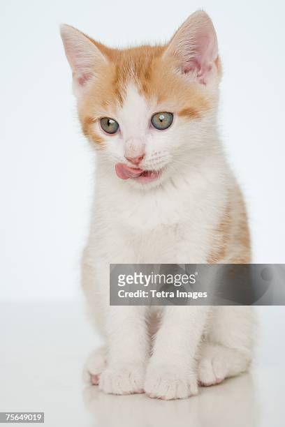 studio shot of kitten - cat tongue stock pictures, royalty-free photos & images