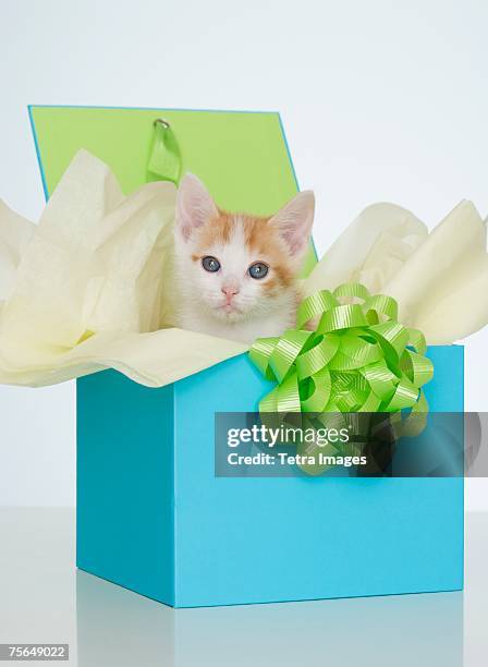 kitten in gift box - katze karton stock-fotos und bilder