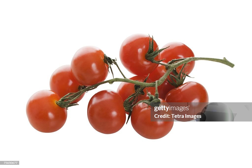 Close up of tomatoes on vine