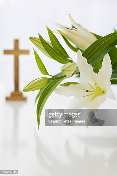 close up of flowers with cross in background - flor alcatraz y fondo blanco fotografías e imágenes de stock