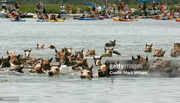 Wild ponies make the annual swim from across the Assateague Channel to Chincoteague Island July 25, 2007 in Chincoteague, Virginia. Each year the...