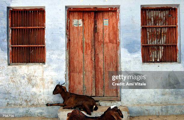 Goats sit on the steps of an abandoned Muslim area March 9, 2002 in the northern Indian city of Ayodhya. Most Muslims except for the elderly have...