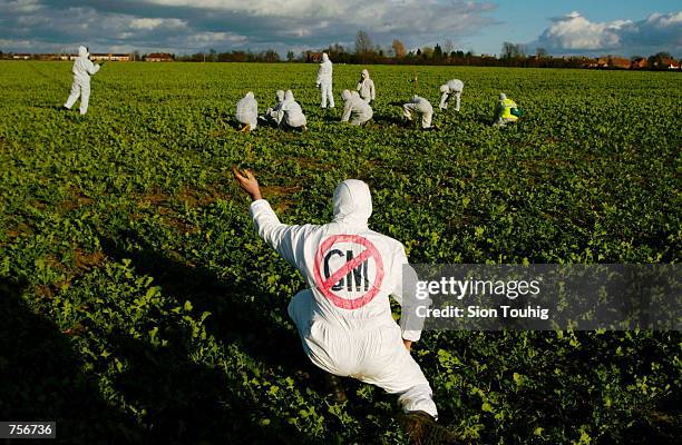 Protester tears up a genetically modified oil seed rape plant March 9, 2002 at a demonstration against genetically modified crops at a farm in Long...