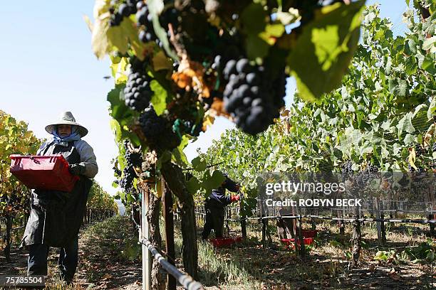 Santa Maria, UNITED STATES: TO GO WITH STORY "US-FARM-POLITICS-TRADE" In this file 09 October 2006 photo, Farm workers harvest Pinot Noir wine grapes...