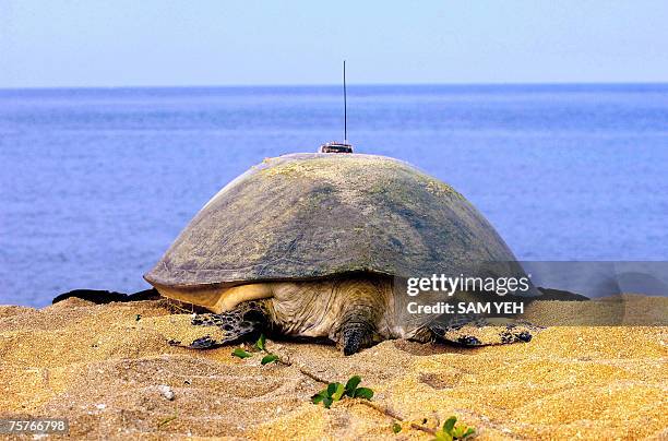 This photo shows a green turtle heading to sea with a tracking device attached to her back in Wanan Island, part of the Penghu archipelago off...