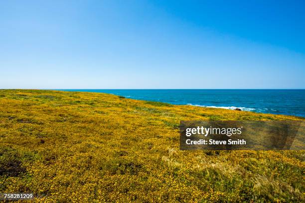 wildflowers near ocean - parque estatal de montaña de oro fotografías e imágenes de stock