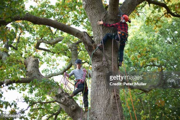 two male trainee tree surgeons climbing up tree trunk - 爬山繩 個照片及圖片檔