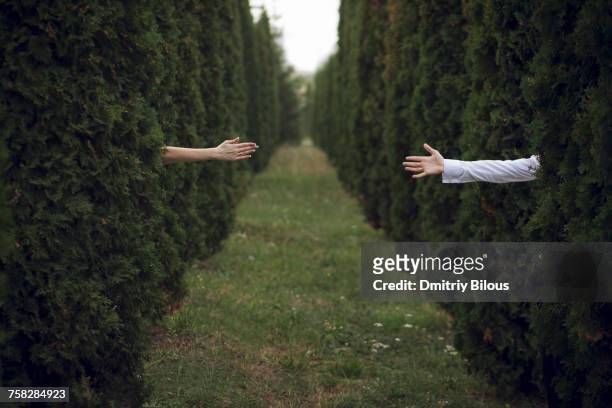 arms of man and woman reaching from hedges - separation foto e immagini stock