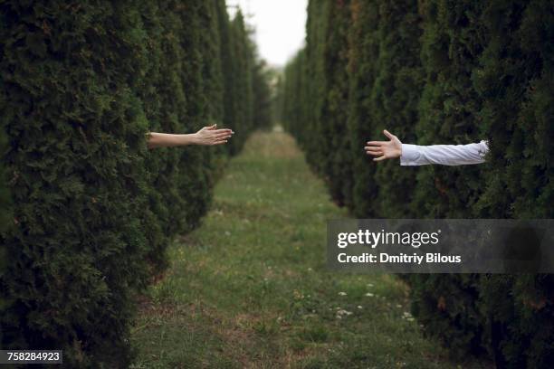 arms of man and woman reaching from hedges - handen over elkaar stockfoto's en -beelden