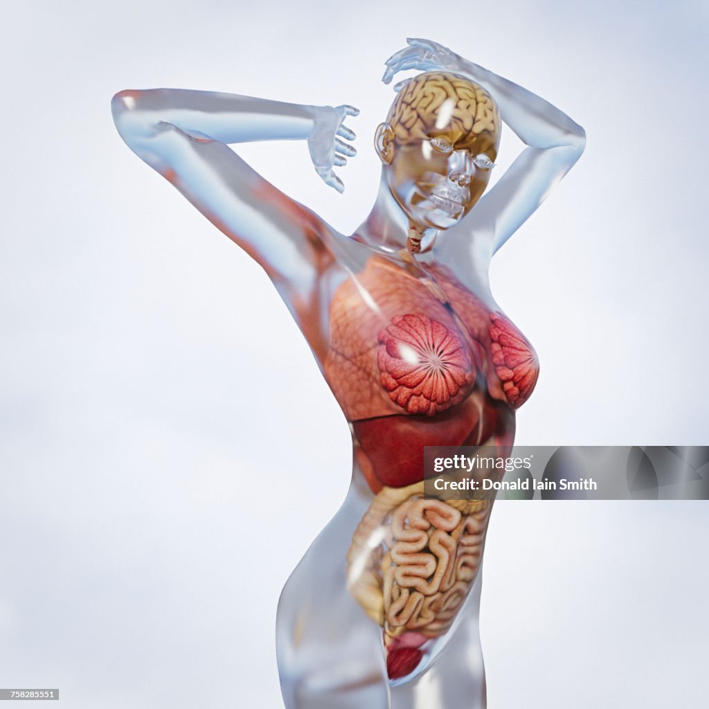 Organs in transparent woman