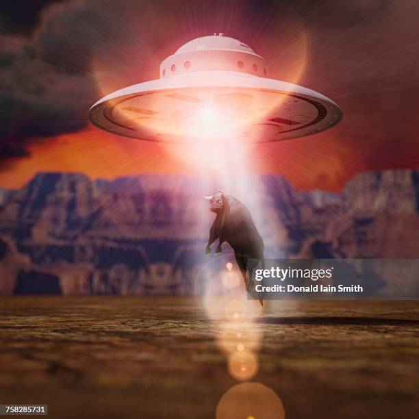 alien spaceship lifting bull with beam - ufo abduction stock pictures, royalty-free photos & images