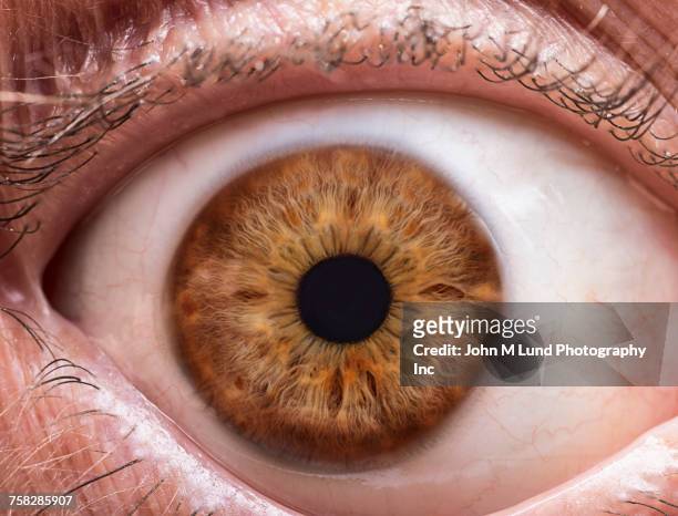 close up of brown eye - menschliches auge stock-fotos und bilder