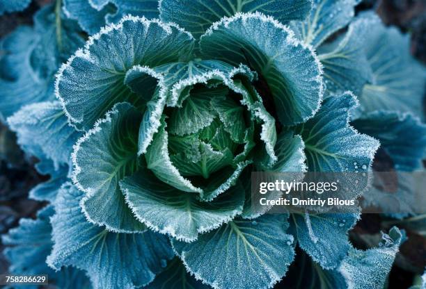 frost on leaves of lettuce - cabbage family fotografías e imágenes de stock