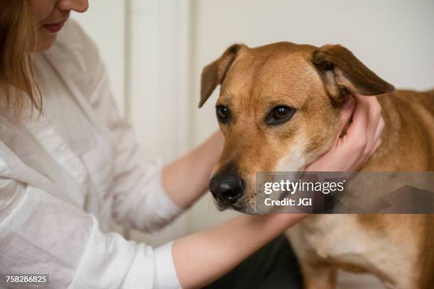 caucasian woman hugging dog - hugging mid section stock pictures, royalty-free photos & images