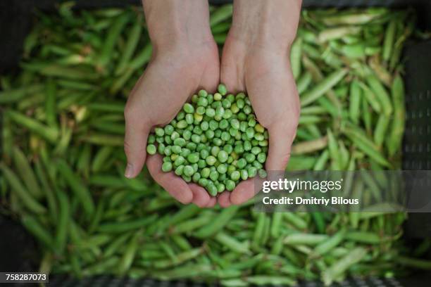 hands holding green peas - harvesting seeds stock pictures, royalty-free photos & images