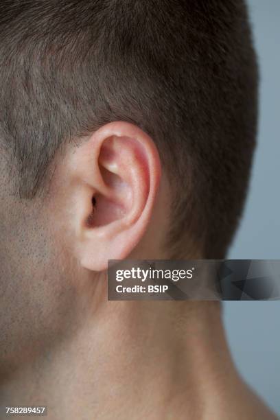 Extended Ear 124 Lobe Ears Stock Photos, High-Res Pictures, and Images - Getty Images