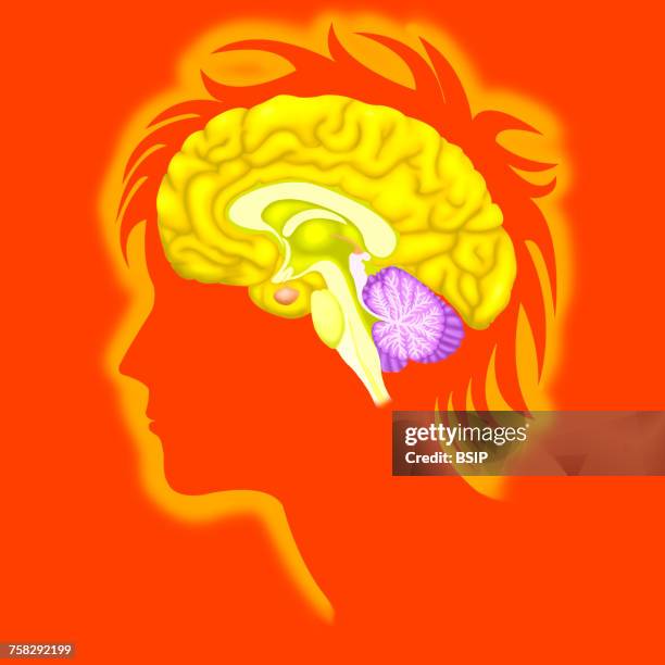 brain,drawing - middenhersenen stockfoto's en -beelden