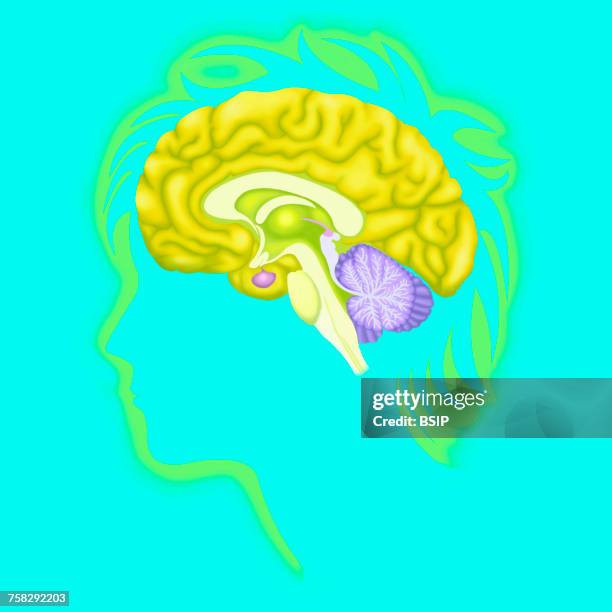 brain,drawing - middenhersenen stockfoto's en -beelden