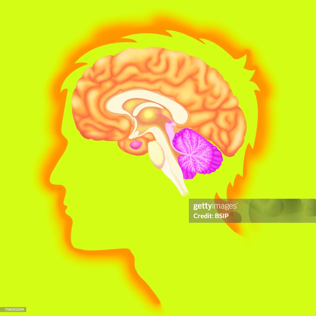 Brain,drawing