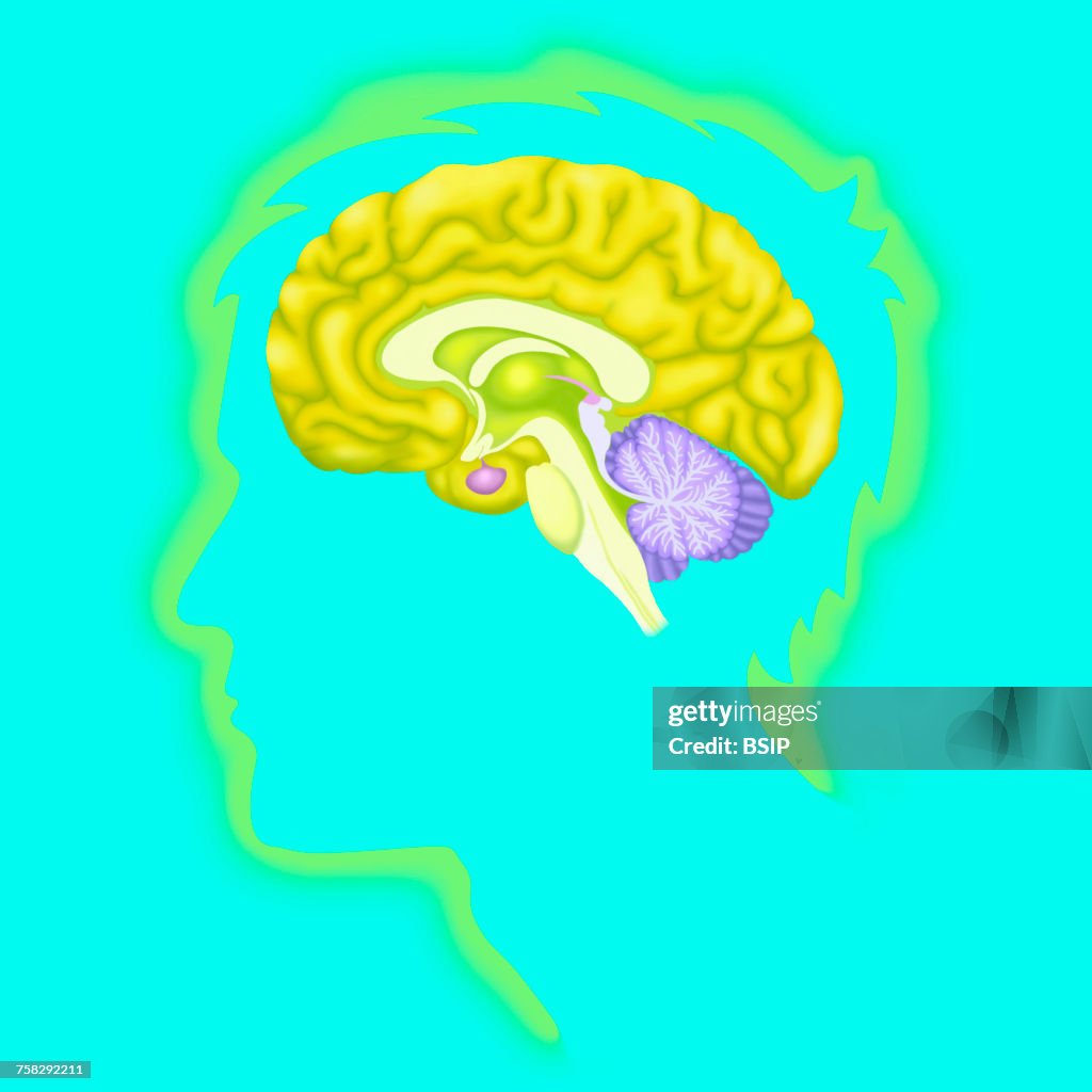 Brain,drawing