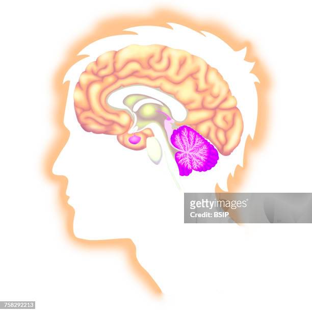 brain,drawing - midbrain stock pictures, royalty-free photos & images