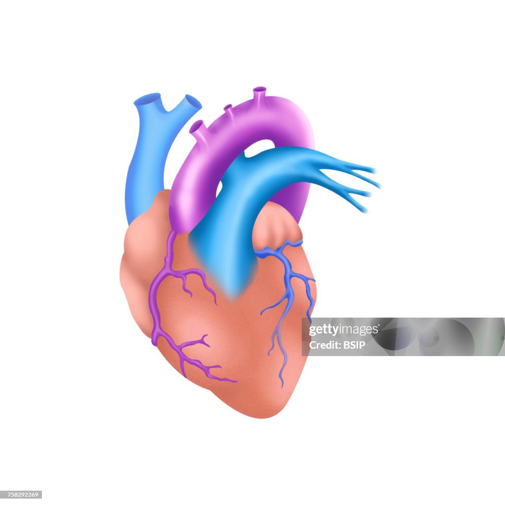 Heart,illustration