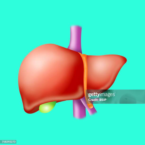 liver,drawing - vesicula fotografías e imágenes de stock