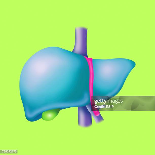 liver,drawing - portal vein stock pictures, royalty-free photos & images