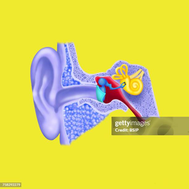 internal ear,drawing - ear canal stock pictures, royalty-free photos & images