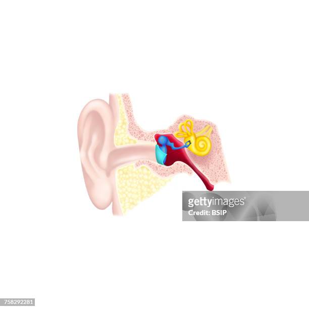 internal ear,drawing - malleus stock pictures, royalty-free photos & images
