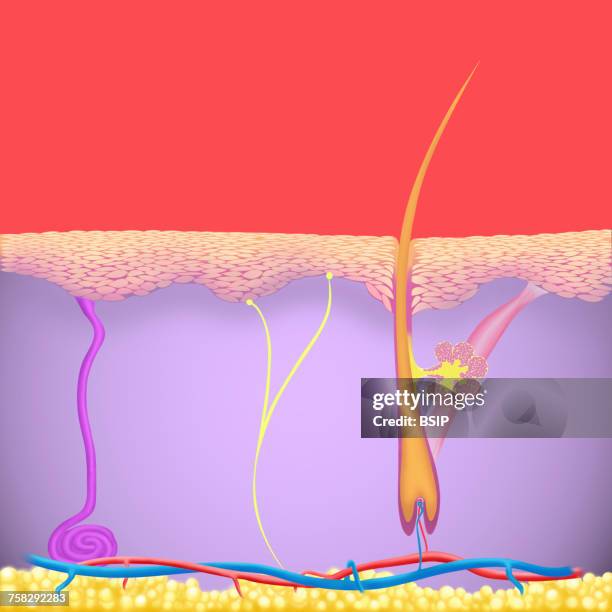 skin,illustration - sebaceous gland stock pictures, royalty-free photos & images