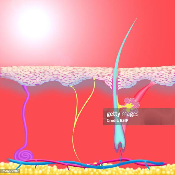 skin,illustration - sebaceous gland stock pictures, royalty-free photos & images