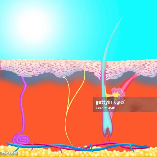 skin,illustration - sebaceous gland stock pictures, royalty-free photos & images