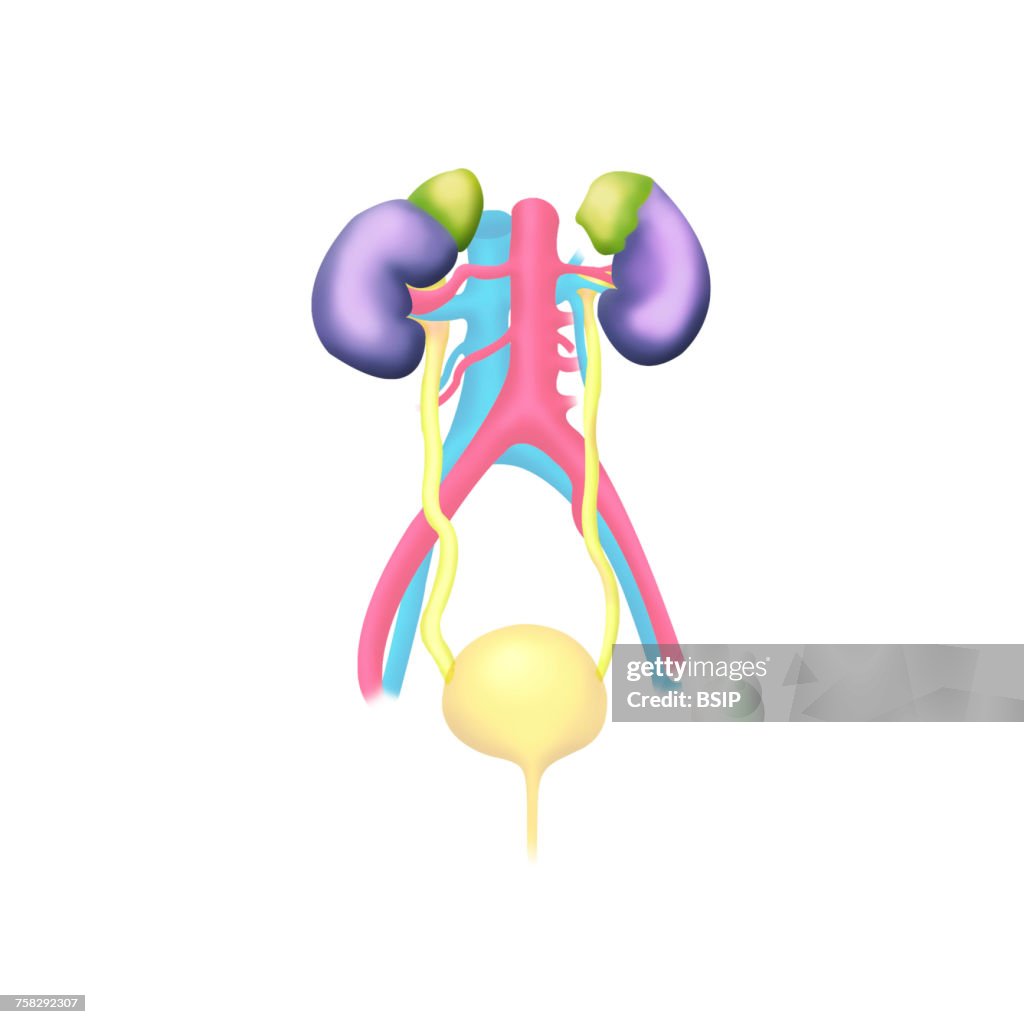 Urinary System Drawing Stock-Foto - Getty Images