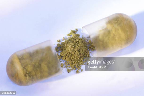 herbal medicine - arctostaphylos uva ursi stock-fotos und bilder