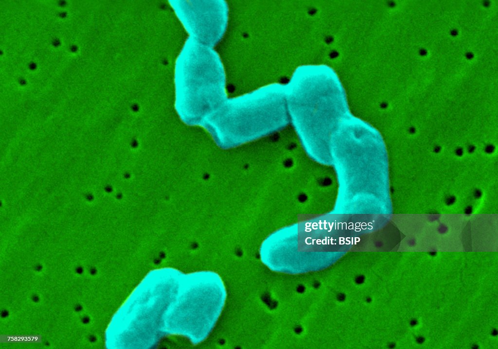 Salmonella infantis