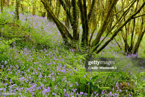 uk, cornwall, bodmin moor, common bluebells at golitha falls national nature reserve near liskeard - bodmin moor stock pictures, royalty-free photos & images